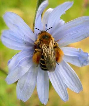 
Samotna pszczoła obrostka Dasypoda hirtipes – widoczne wyjątkowo długie piórkowate włoski do przenoszenia pyłku na udach i goleniach. Fot. Andrzej Oleksa
