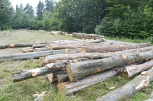 
Jedynie na odcinku 90 km dróg leśnych w nadleśnictwach Cisna i Baligród na początku sierpnia 2014 r. odnotowano ponad 300 pozostawionych, ogromnych buków, stanowiących śmiertelną pułapkę dla nadobnicy. Fot. Adam Bohdan
 
