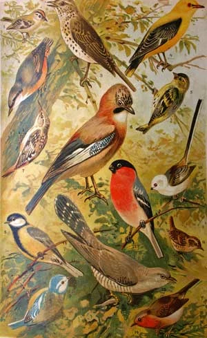 
Kolorowe tablice w książce „Z naszej Przyrody” przybliżały czytelnikowi świat przyrody i pomagały w poznawaniu rodzimych gatunków roślin i zwierząt.
