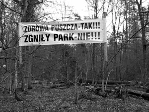 
Transparent lokalnych przeciwników ochrony konserwatorskiej. Przez zdrową Puszczę rozumie się las wycinany, bez martwych drzew, 2013 r. Fot. Janusz Korbel
