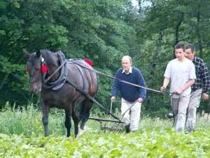 
Renesans koni roboczych to przykład dobrego rolnictwa. Na zdjęciu Julian uczy się pracować z koniem. Fot. Jadwiga Łopata
