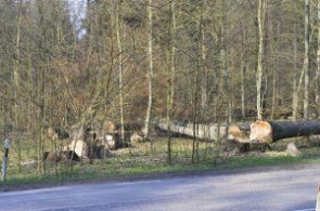 Lasy Państwowe domagają się zgody na sprzedaż drewna z rezerwatu w Puszczy Białowieskiej