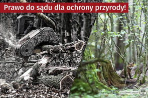 Szanse na lepszą ochronę przyrody w Polsce po posiedzeniu Komitetu ds. Konwencji z Aarhus
