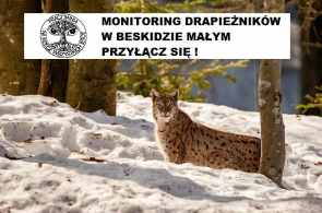Monitoring dużych drapieżników w Beskidzie Małym – przyłącz się