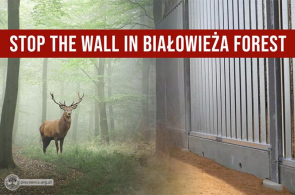 Unijne prawo środowiskowe powinno być przestrzegane – europarlamentarzyści pytają Komisję Europejską o mur przez Puszczę Białowieską