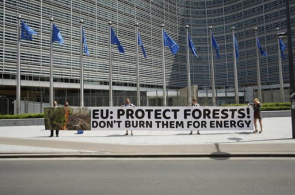 Sukces dla lasów i klimatu! Europarlamentarzyści z Komisji ENVI zagłosowali przeciwko uznawaniu spalania lasów za odnawialne źródło energii