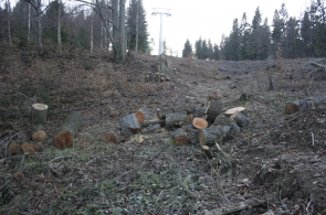 Wraca sprawa wycinki drzew na Czarnym Groniu