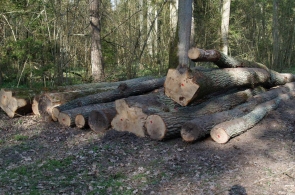 Wwieźli drewno do lasu