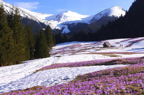 Słowaccy przyrodnicy mają poważne obawy w związku z inwestycją narciarską w Dolinie Goryczkowej