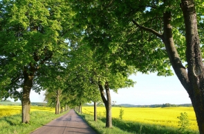 Zmiana przepisów – przydrożne aleje drzew będą bezpieczniejsze