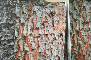 Miesięcznik Dzikie Życie poleca książkę Tomasza Skrzydłowskiego i Beaty Słamy „O drzewach, które wybrały Tatry”