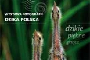 Wystawa fotografii „Dzika Polska” w Rybniku i spotkanie autorskie z Rysiem Kulikiem