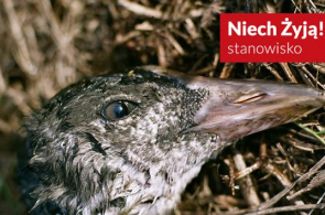 Nieprawdziwe informacje Polskiego Związku Łowieckiego w wezwaniu do TVN w sprawie polowań na dzikie ptaki