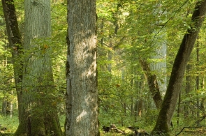 Stanowisko Stowarzyszenia Pracownia na rzecz Wszystkich Istot w sprawie projektu ustawy o zmianie ustawy o lasach