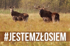 Minister Szyszko i Lasy Państwowe wydadzą wyrok na łosie