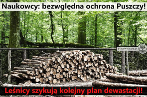 Cała Puszcza Białowieska musi być bezwzględnie chroniona. Rezolucja naukowców na zakończenie konferencji  „Forest at risk. Bialowieza and beyond”