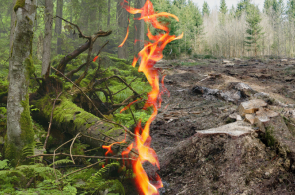 List otwarty w sprawie biomasy leśnej od naukowców i organizacji pozarządowych do polityków