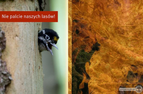 Biomasa leśna równie zła jak węgiel – list organizacji pozarządowych do Komisarza ds. Rolnictwa UE Janusza Wojciechowskiego