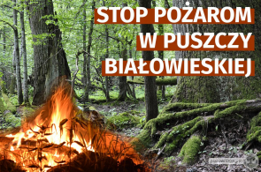 Koalicja Kocham Puszczę apeluje o zespół kryzysowy dla Puszczy Białowieskiej. Chrońmy Puszczę przed pożarami!