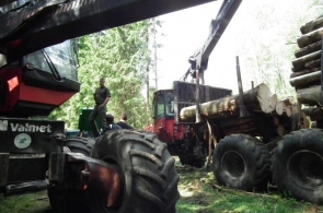 Lasy Państwowe znowu łamią prawo i dewastują Puszczę Białowieską. Pracownia żąda przestrzegania zakazu wycinki i wywożenia drzew