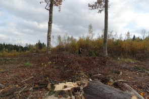 Puszcza Borecka – leśnicy ogałacają drzewostan wokół drzew z granicznikiem płucnikiem