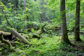 Konsultacje projektu planu urządzania lasu nadleśnictw Puszczy Białowieskiej