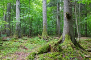 Kolejne zatrzymania CBA w sprawie nielegalnego handlu drewnem przez Regionalną Dyrekcję Lasów Państwowych w Białymstoku