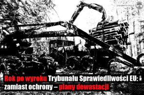 Rok od wyroku Trybunału Sprawiedliwości ws. Puszczy Białowieskiej.  Co się (nie) wydarzyło