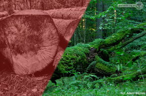 Bezczelność i kompromitacja Lasów Państwowych – chcą o połowę zwiększyć obszar wycinek w Puszczy Białowieskiej
