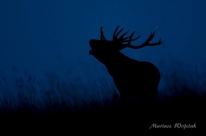 Konkurs fotograficzny „Rykowisko dla jeleni, nie dla myśliwych” rozstrzygnięty