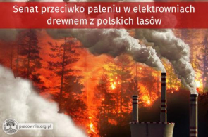 Senat przeciwko paleniu w elektrowniach drewnem z polskich lasów