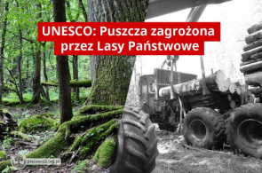 UNESCO: wycinka stanowi dla Puszczy Białowieskiej zagrożenie