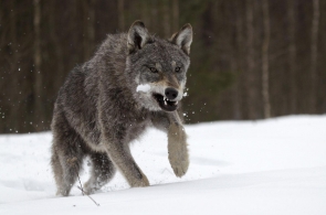 Monitoring wilka, rysia i niedźwiedzia w Beskidach – przyłącz się!