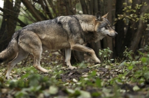 Minister nie chce odstrzału wilków w Bieszczadach