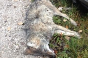 Wilk zginął pod kołami samochodu w Świętokrzyskiem