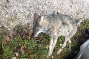 Kolejny karpacki wilk zabity z myśliwskiej kuli