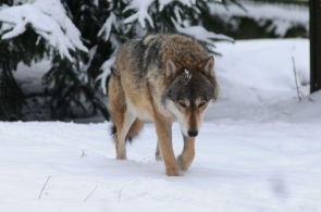 Słowackie polowania na wilki w Komisji Europejskiej