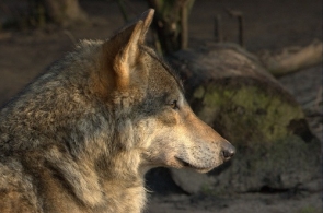 Belgijscy myśliwi skazani za zabicie wilków w Puszczy Drawskiej