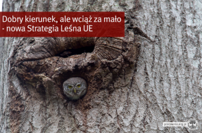 Strategia Leśna UE wciąż niezbyt ambitna - Polska przeciwko ochronie lasów