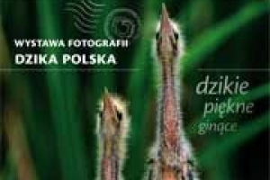 dzika-polska-kadr.jpg