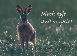 Niech żyje dzikie życie!