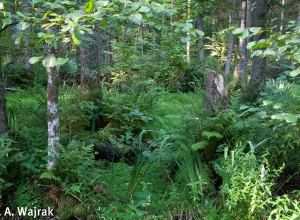 Polacy o lasach: mniej wycinek, więcej ochrony przyrody. Wyniki badań opinii