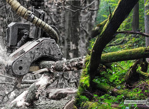 Ważna decyzja dla lepszej ochrony Puszczy Białowieskiej i polskich lasów!