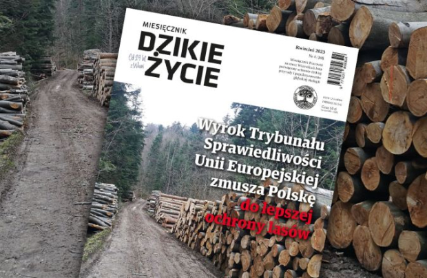 Kwietniowe wydanie Dzikiego Życia już dostępne