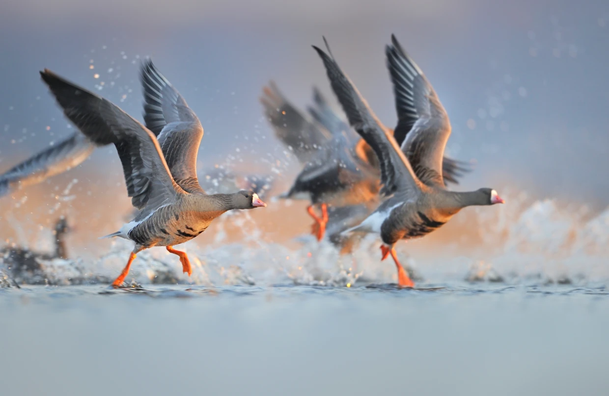 Gęsi w Parku Narodowym „Ujście Warty”. Fot. Piotr Chara