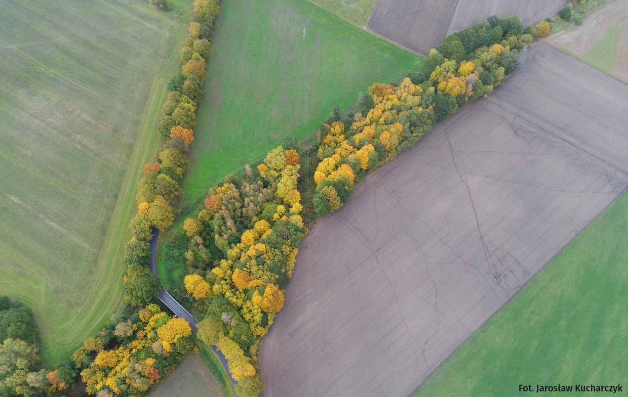 Kaszubska aleja. Fot. Jarosław Kucharczyk