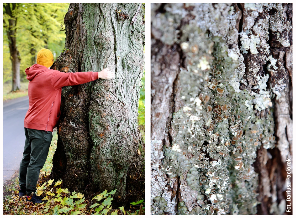 Aleja Kaszuby Fot. Dariusz Paciorek
