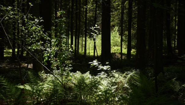 Bliżyńskie Lasy Naturalne, fot. archiwum Pracowni na rzecz Wszystkich Istot (3)