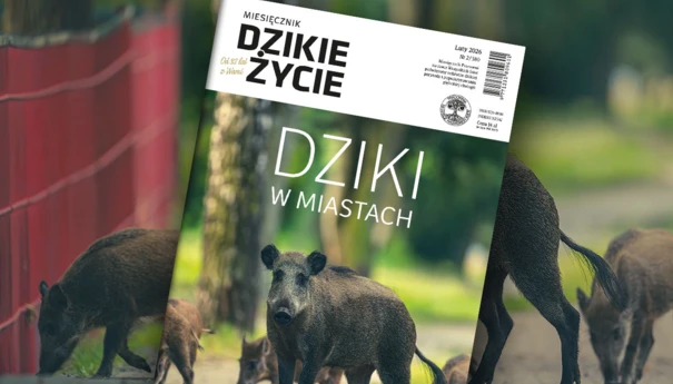 2026-02-www-dz_1200x800