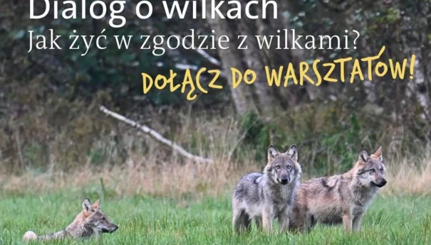 Dialog-o-wilkach-warsztaty-2025-kadr
